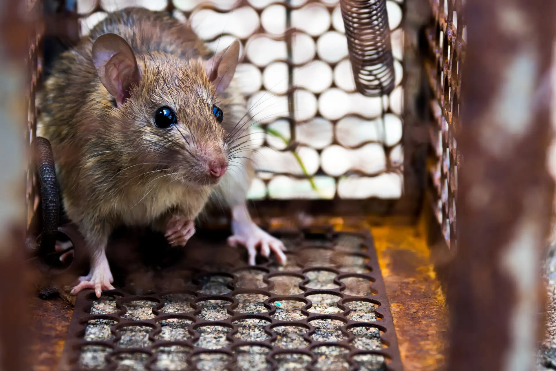 Rat capturé dans un poste d'appâtage sécurisé contre les rats et souris
