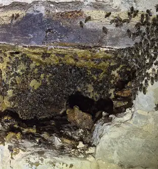 Nid d'abeilles logé dans un mur de pierre