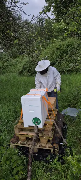 Technicien hygiéniste de SOS Nuisible 50 en intervention près d'une ruche