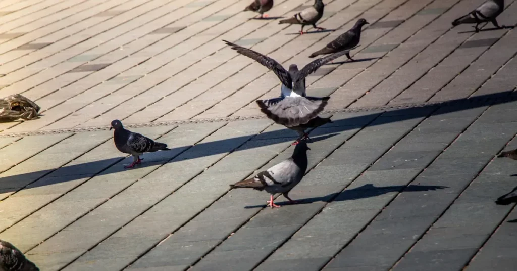 article-3-Pigeons-en-ville-sos-nuisible