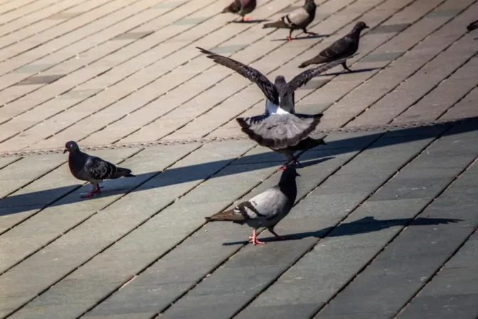 Pigeons en ville : risques sanitaires et solutions de dépigeonnage pour commerces et collectivités