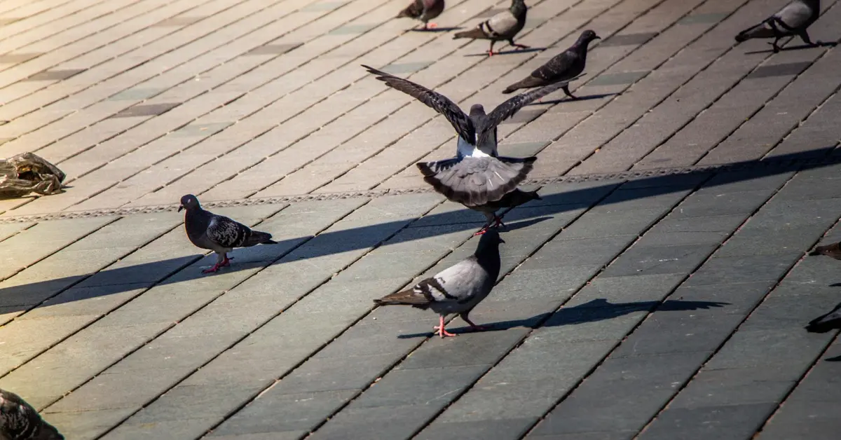 Pigeons en ville : risques sanitaires et solutions de dépigeonnage pour commerces et collectivités