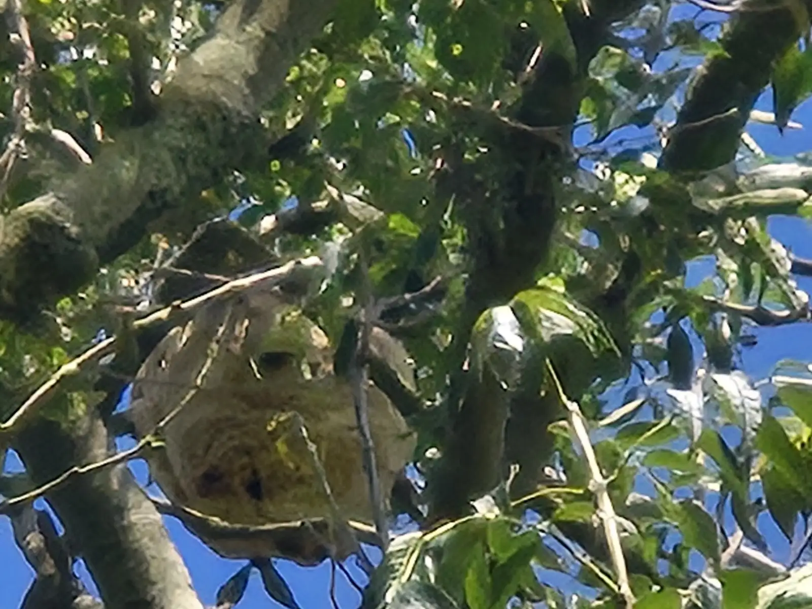 Nid de guêpes caché dans un arbre, questions fréquentes sur les nuisibles