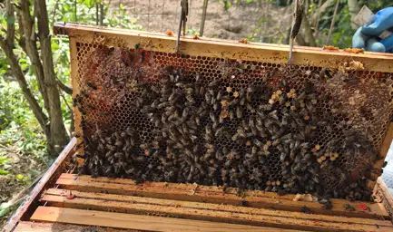 Cadre de ruche couvert d'abeilles avant transfert par un apiculteur