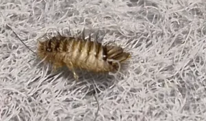 Larve d'anthrène sur une moquette, traitement par un technicien hygiéniste