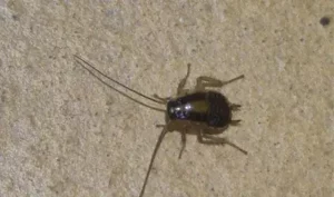Blatte germanique sur un mur d'habitation