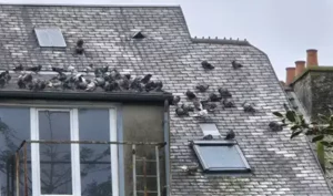 Colonie de pigeons installée sur un toit en ardoise
