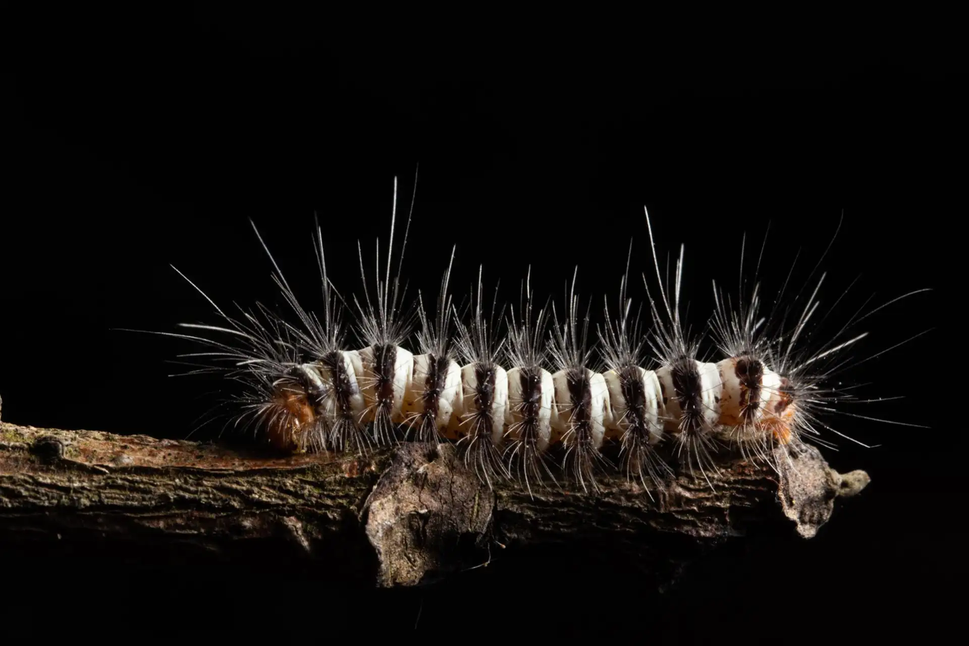 Chenille processionnaire du pin en gros plan