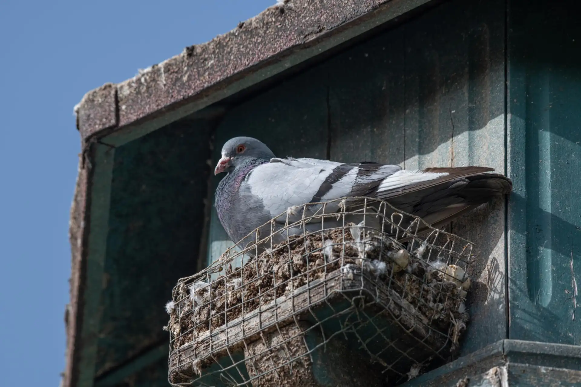 Pigeon bloqué par un filet de dépigeonnage