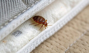 Punaise de lit sur la couture d'un matelas