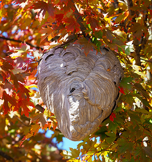 Nid de frelons dans un feuillage d'automne