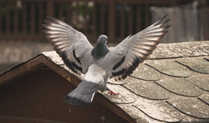 Pigeon se posant sur un toit en ardoise