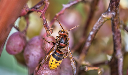Frelon posé sur une grappe de raisin