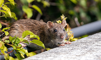 Rat brun sur un muret, dératisation par une entreprise anti-nuisibles de la Manche